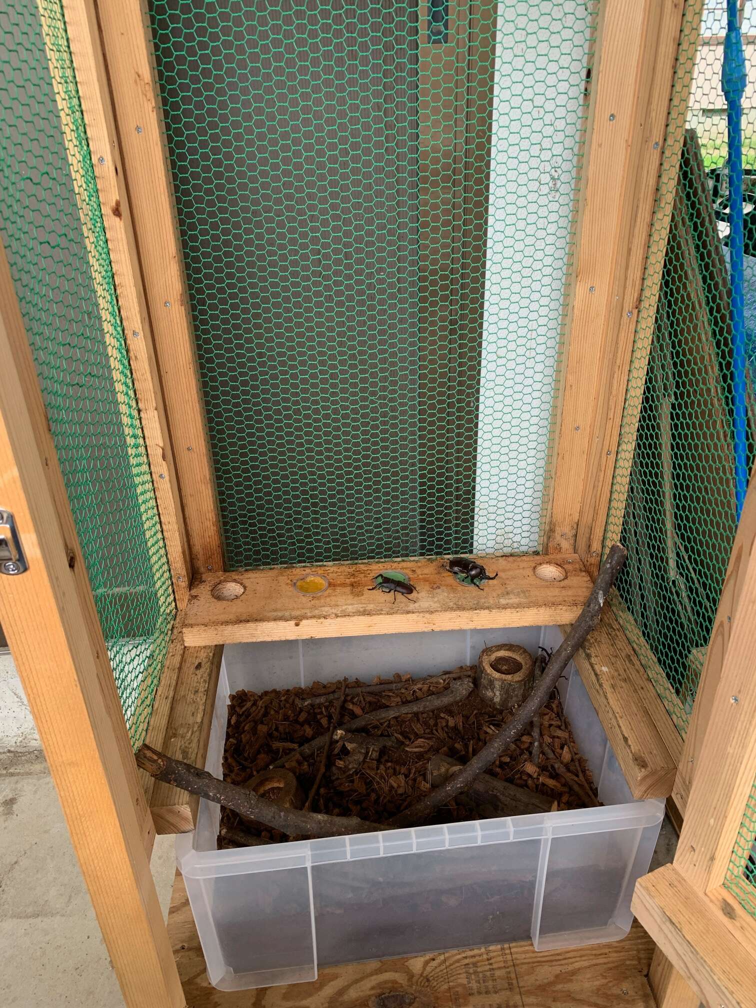 我が家はカブトムシ三昧 カブトムシ小屋 ヘラクレスオオカブト貯金箱 スタッフブログ Avies Home アヴィエスホーム 宮城県 岩手県 山形県 福島県 注文住宅 土地なら東北のアヴィエスホーム キュウエイコーポレーション