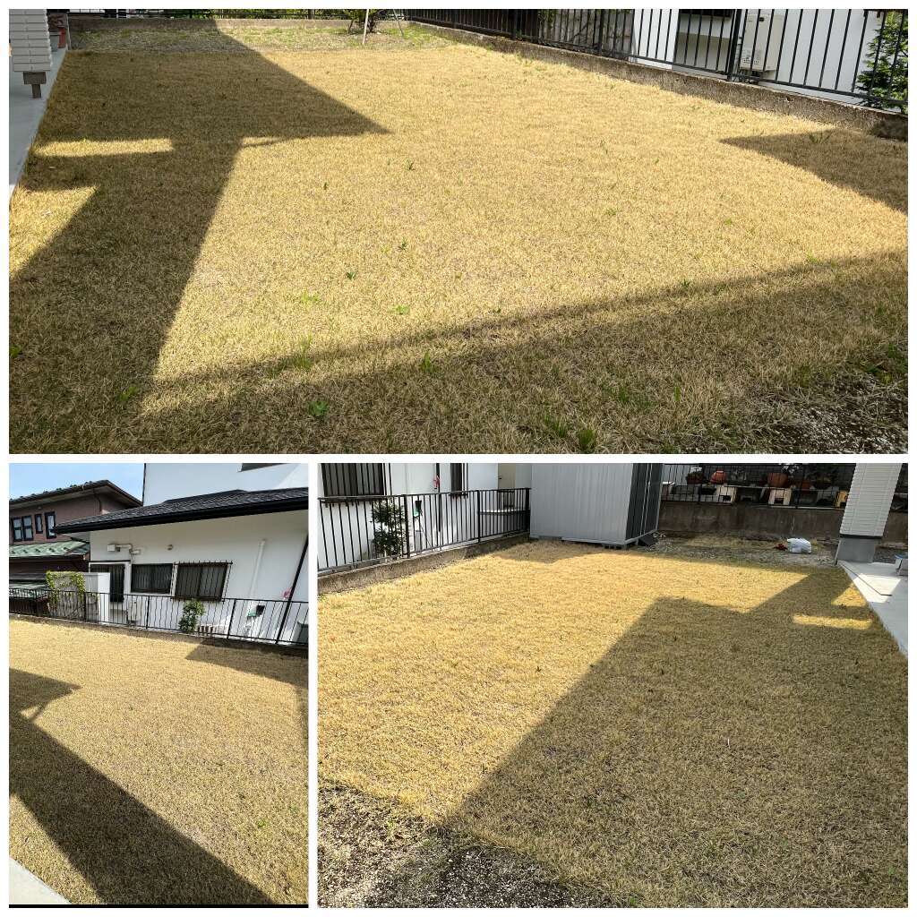 自宅庭の手入れ完了 今年の芝生は青々しく 素敵なモミの木の座卓 引き違い戸についてもご紹介 スタッフブログ Avies Home アヴィエスホーム 宮城県 岩手県 山形県 福島県 注文住宅 土地なら東北のアヴィエスホーム キュウエイコーポレーション