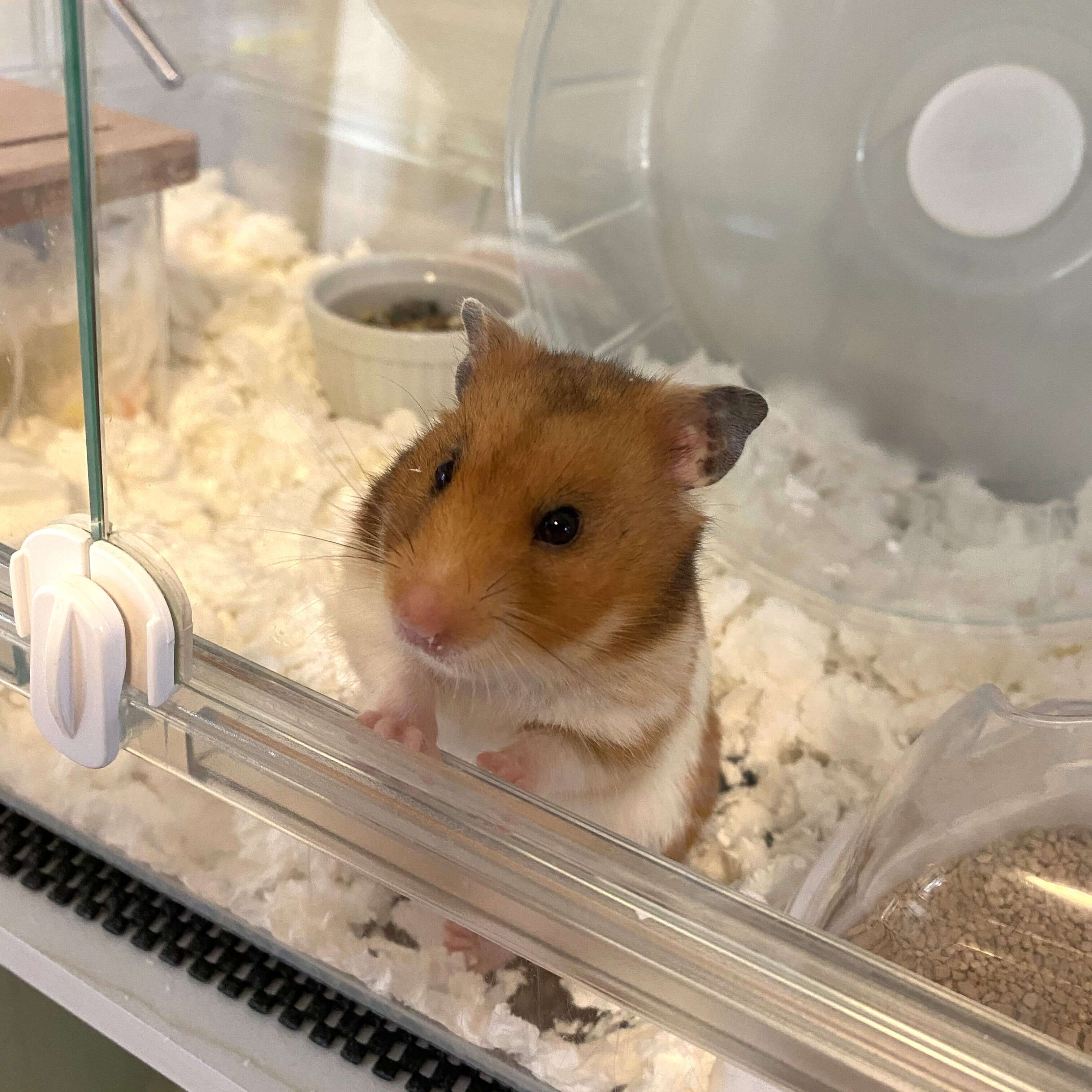 ハムスターさん専用　参考写真 ハムスターさん観察配信5日目【夏休みいきもの自由研究】 - YouTube