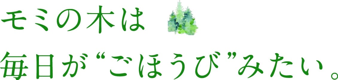 モミの木は毎日がごほうびみたい。